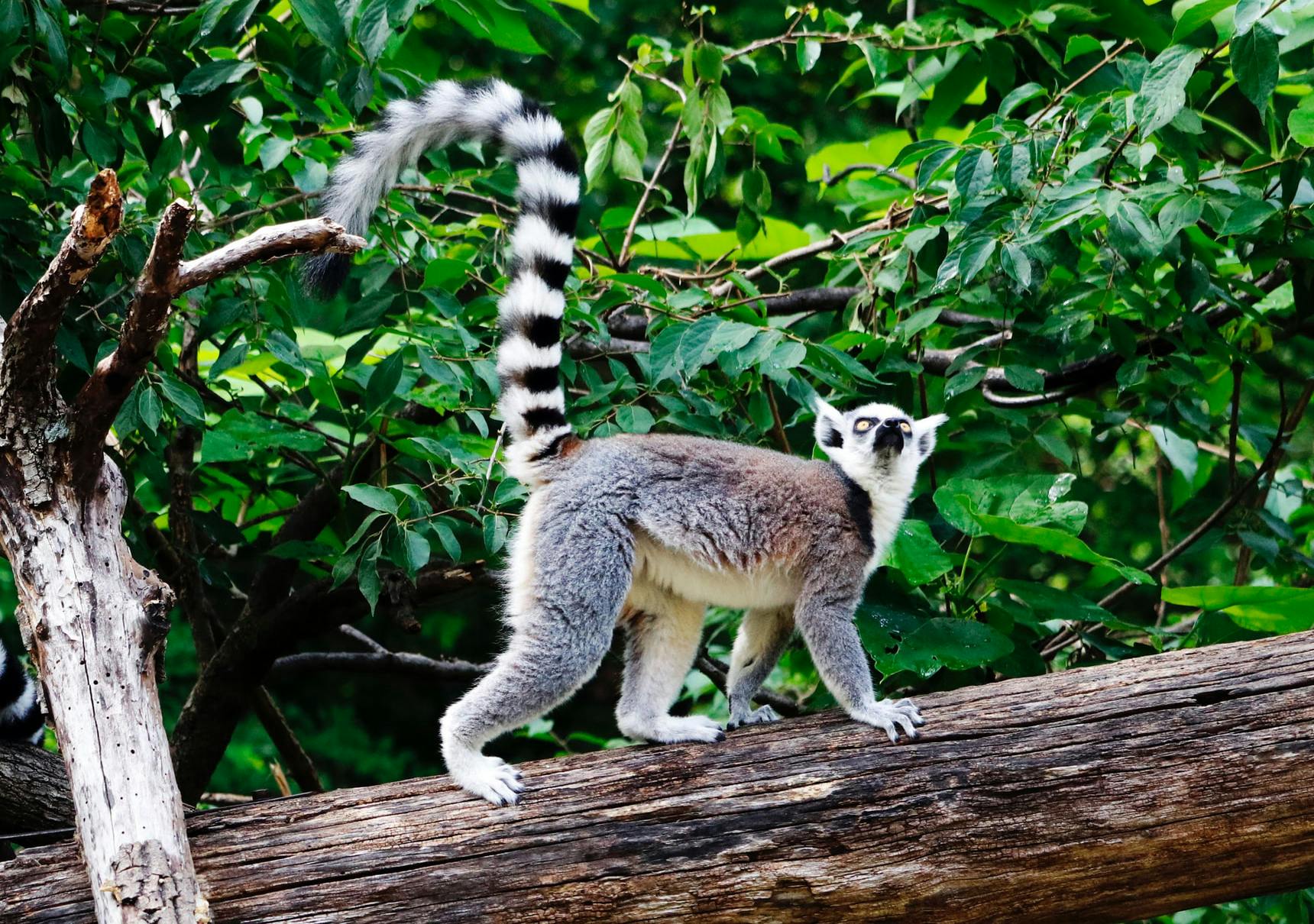 Watch IVHQ volunteers abroad in Madagascar