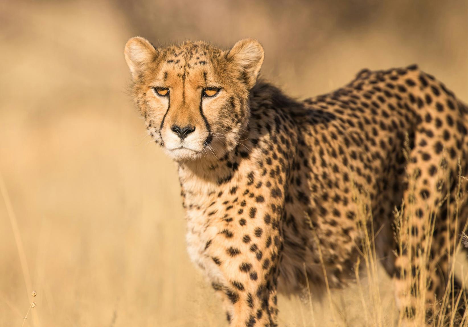 Volunteer in Namibia